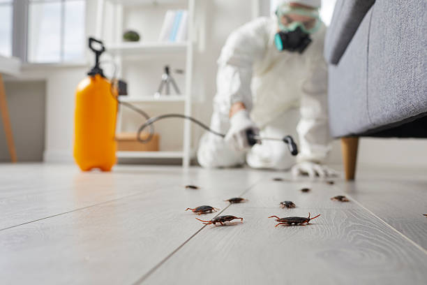 Post-Treatment Bed Bug Interceptor Monitoring in Vaughn